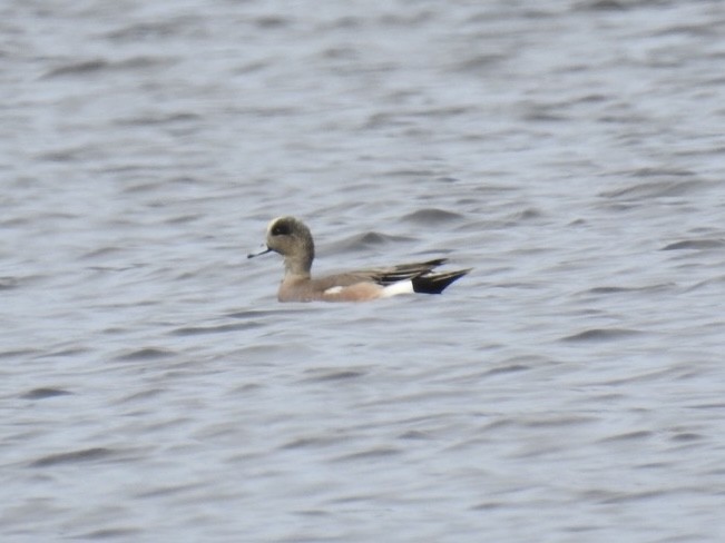 American Wigeon - ML633687796