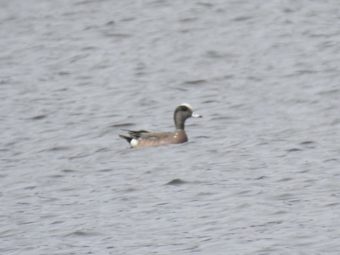 American Wigeon - ML633687797