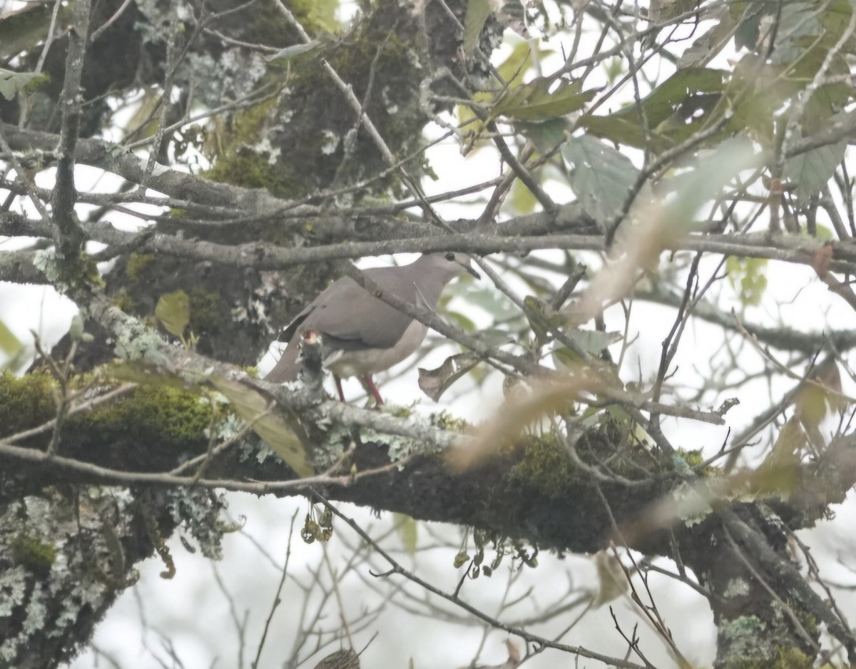 Large-tailed Dove - ML633687935