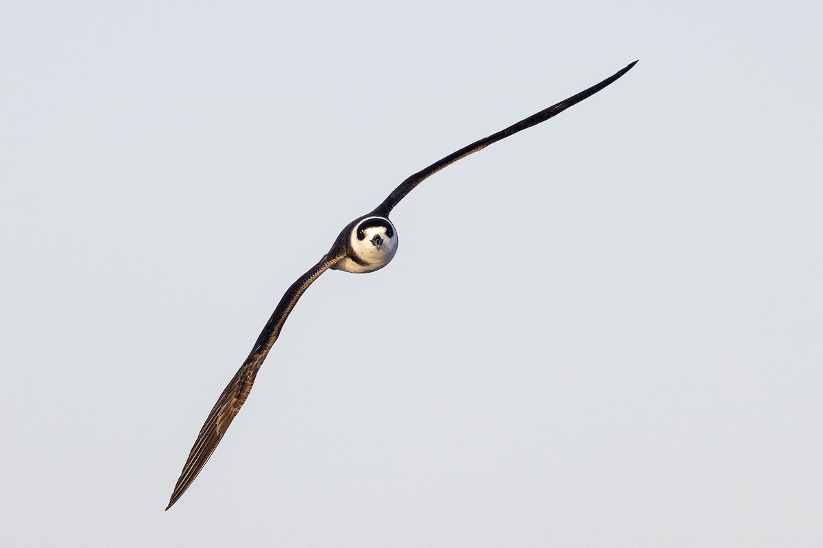 White-necked Petrel - ML633687993
