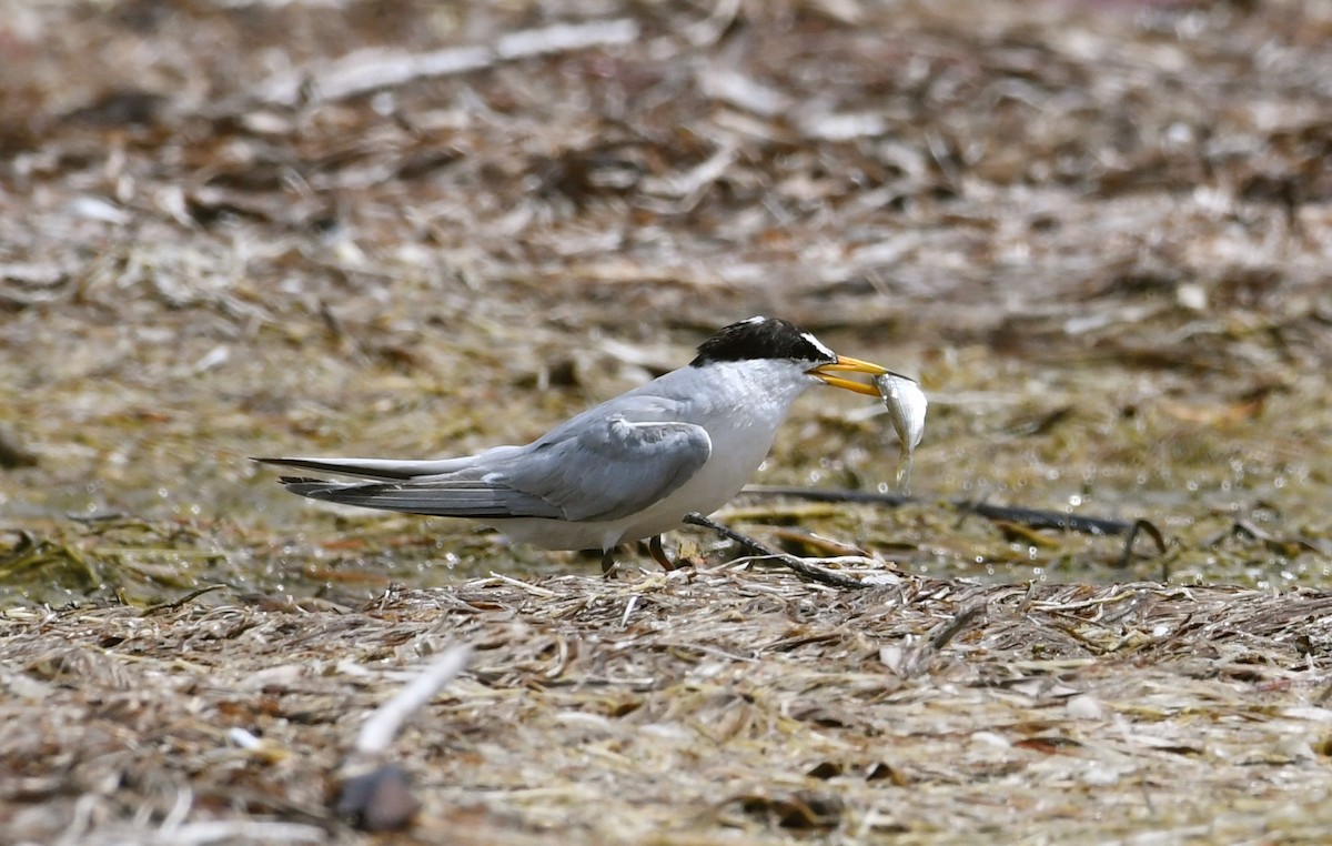 Least Tern - Suzanne Zuckerman