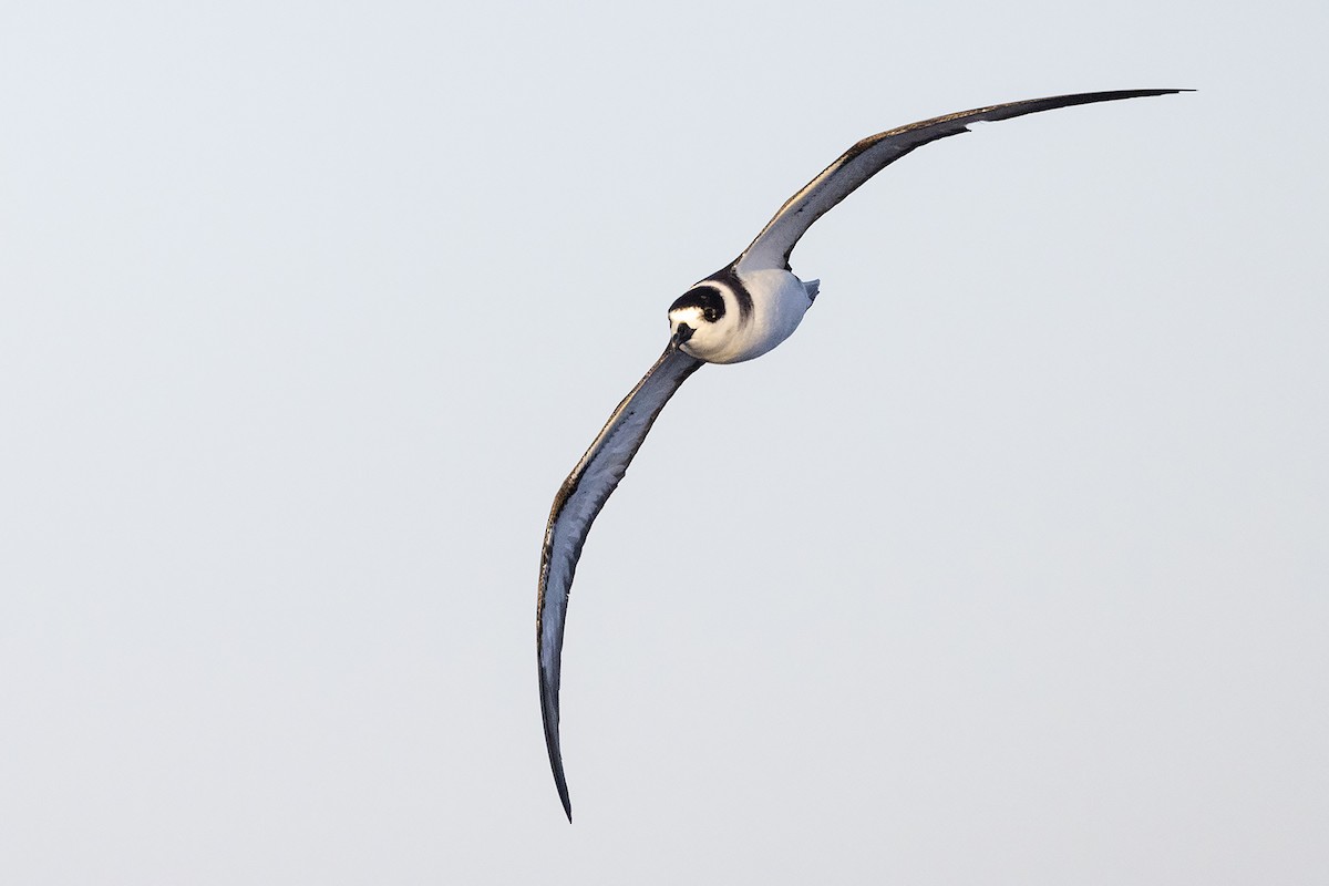 White-necked Petrel - ML633688140