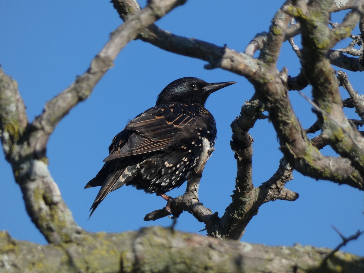 歐洲椋鳥 - ML633688241
