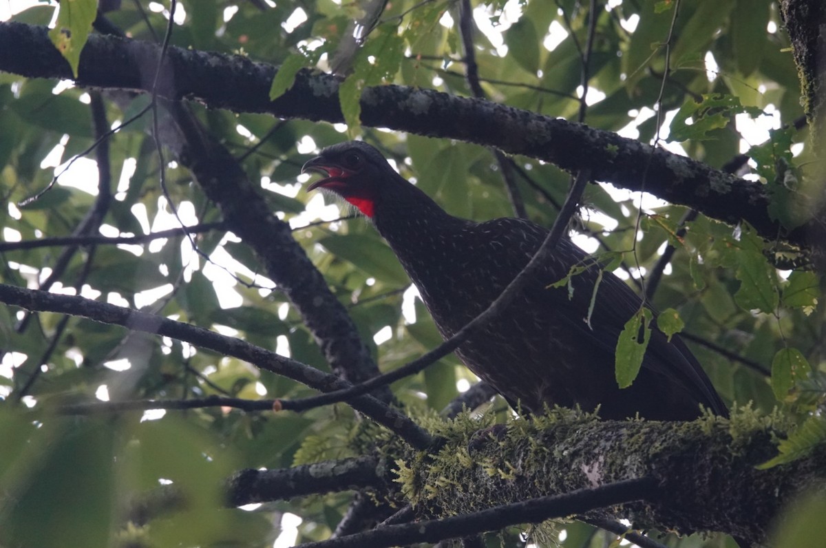 Red-faced Guan - ML633688306