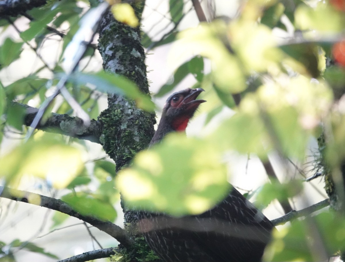 Red-faced Guan - ML633688307