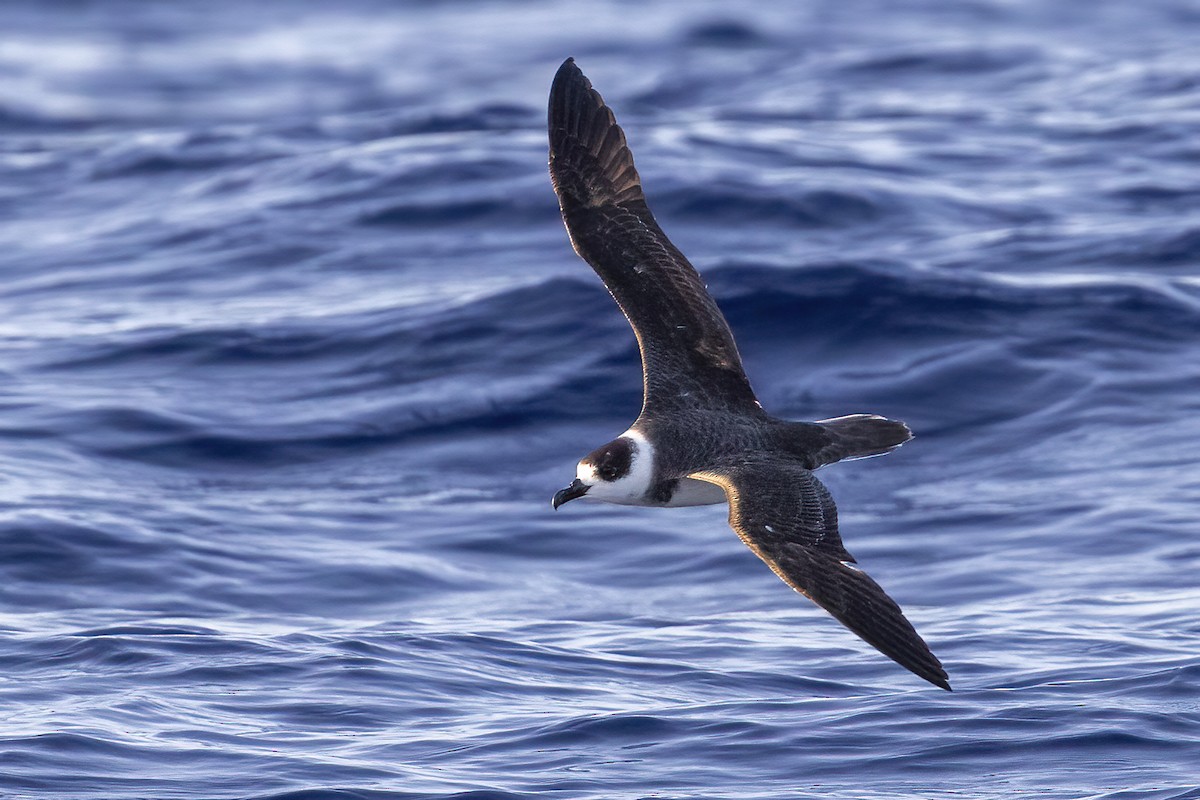 White-necked Petrel - ML633688416