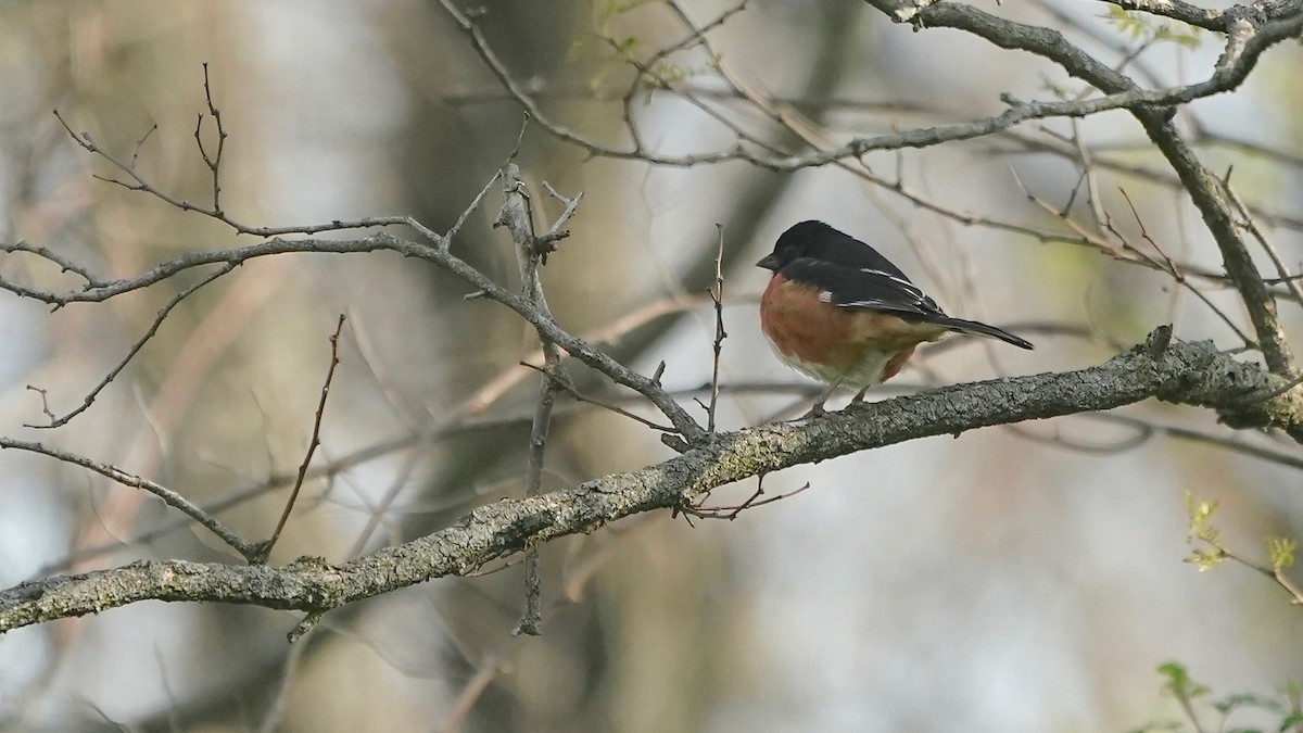 ワキアカトウヒチョウ - ML633688541
