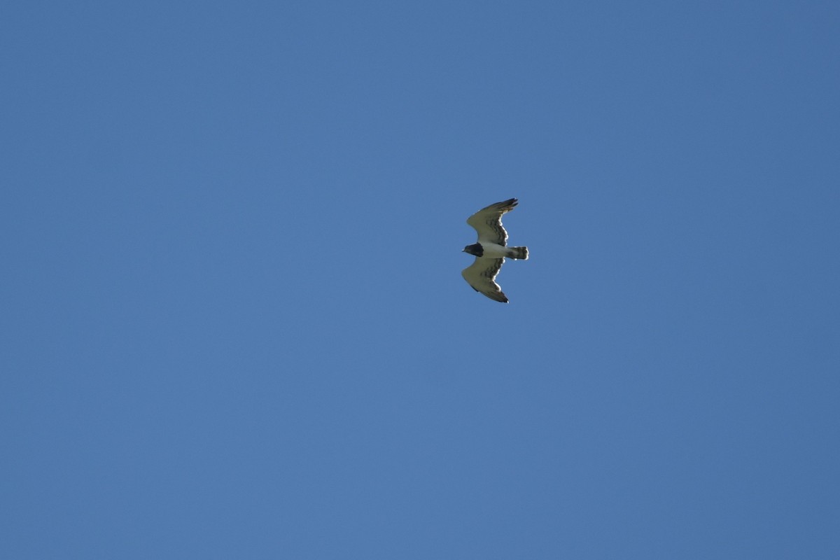 Black-chested Snake-Eagle - ML633688602
