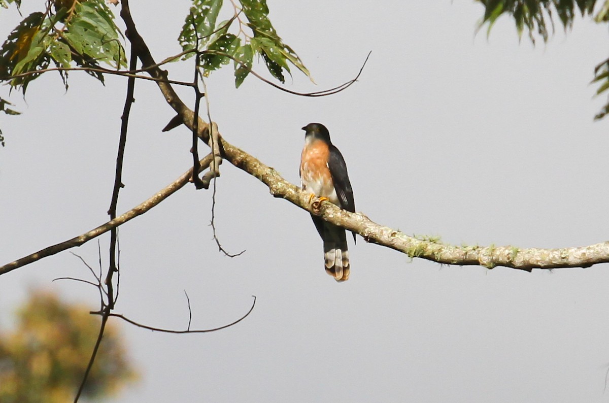 Philippine Hawk-Cuckoo - ML633688819