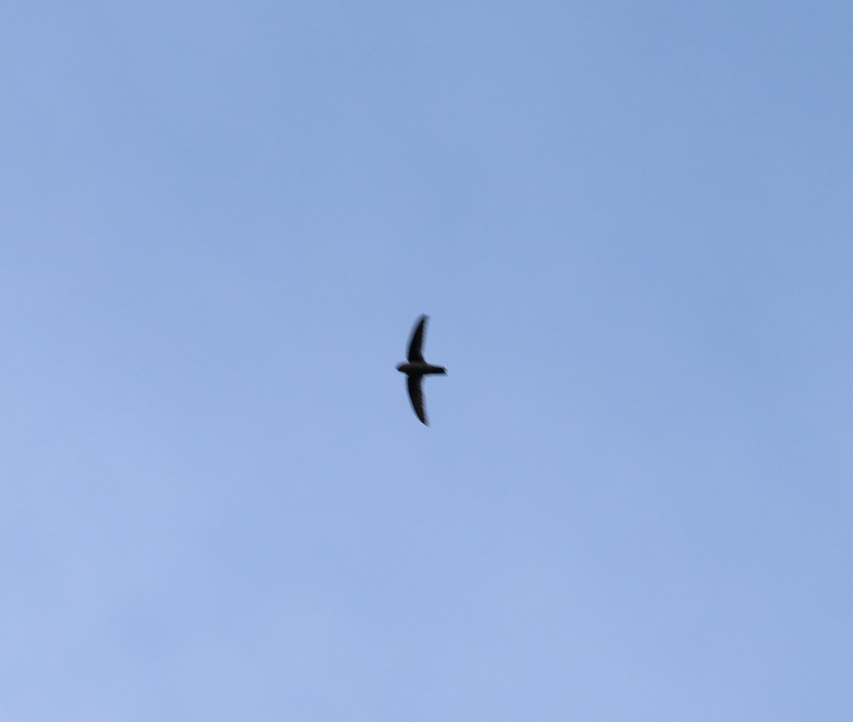 Philippine Swiftlet - ML633688973