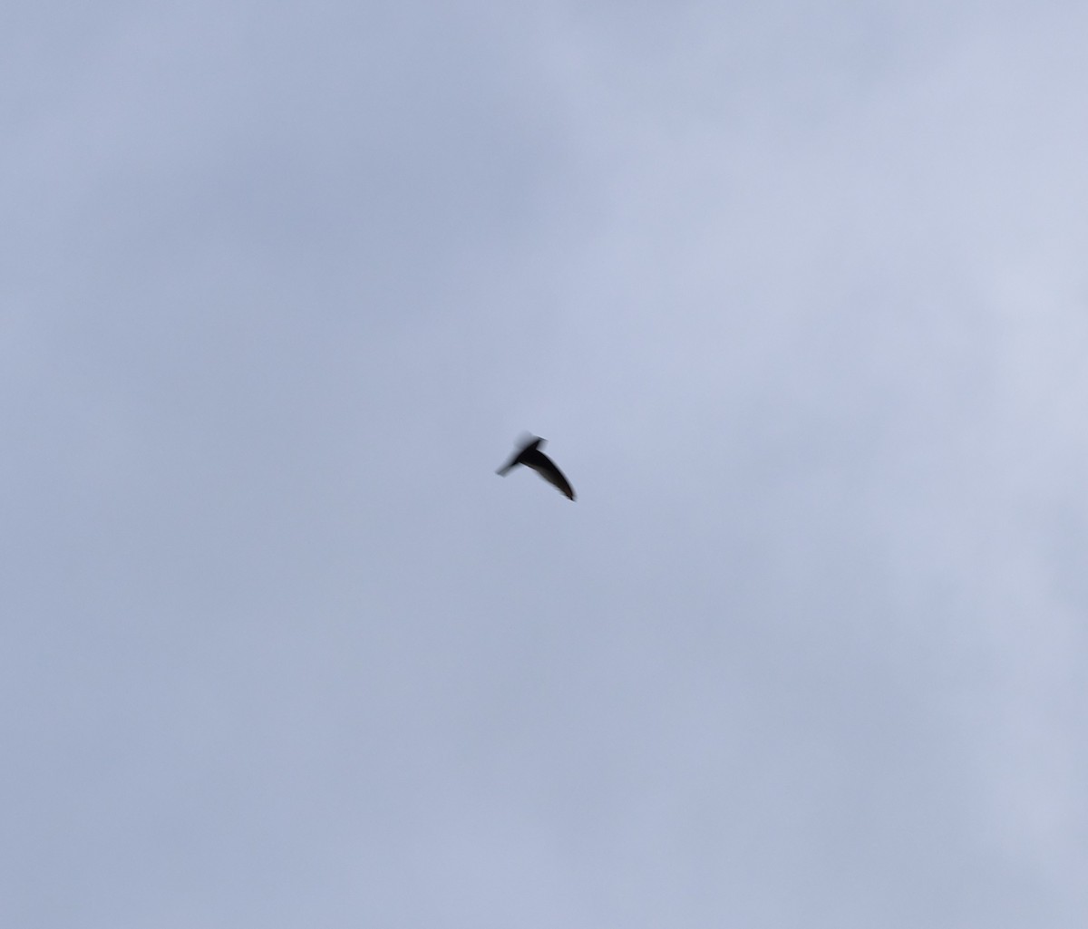 Philippine Swiftlet - ML633688986