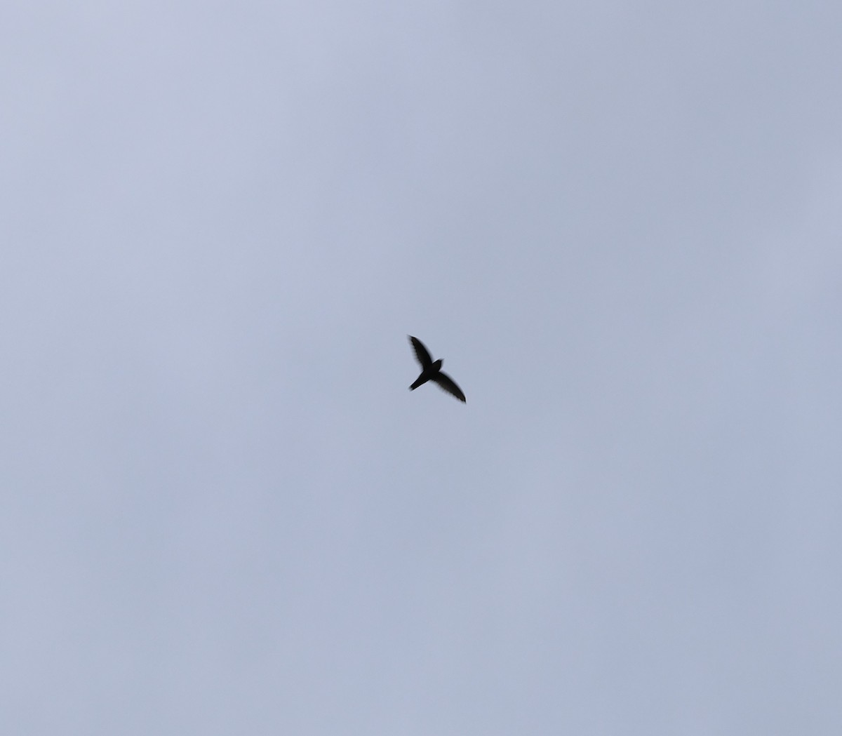 Philippine Swiftlet - ML633689000