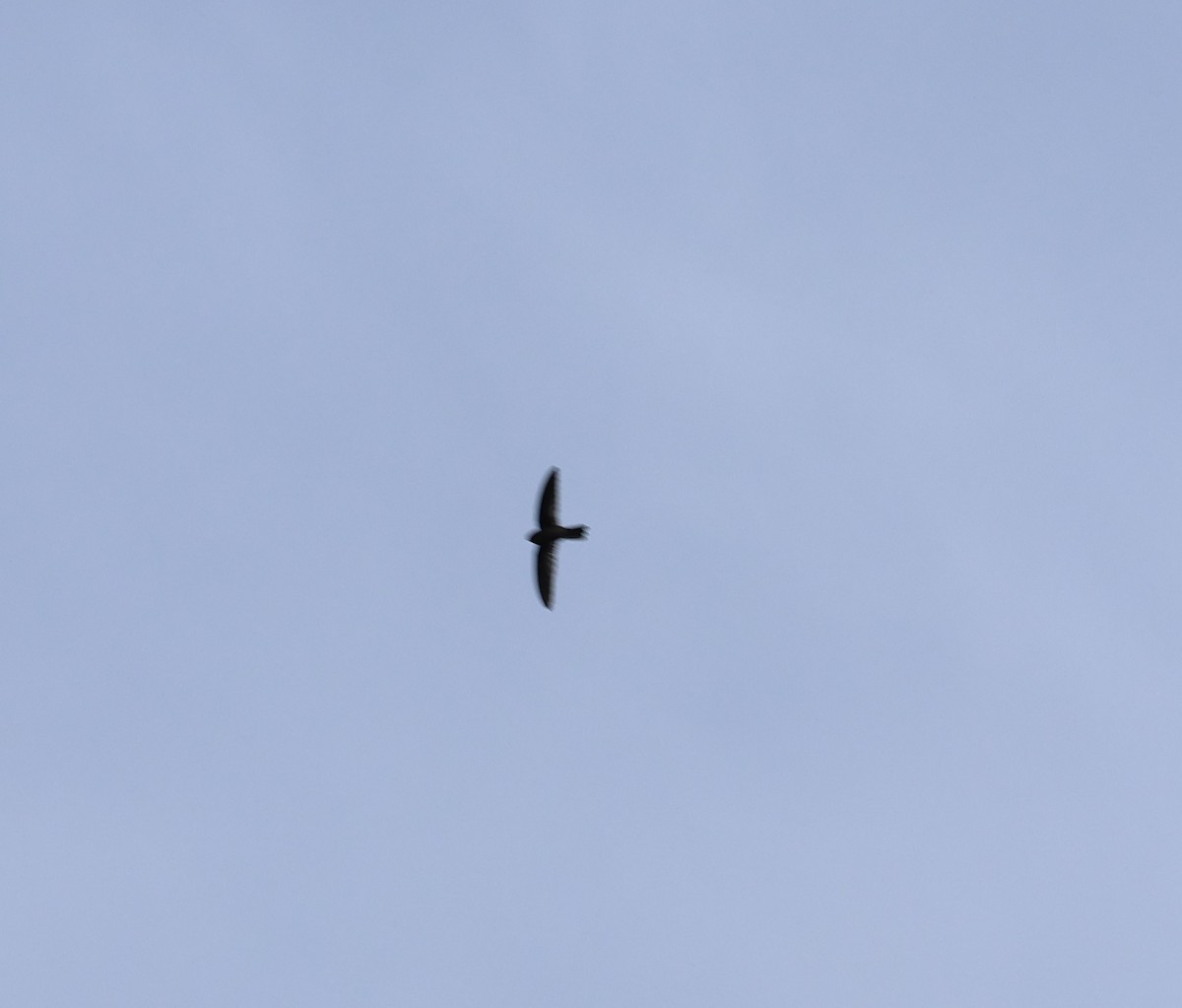 Philippine Swiftlet - ML633689024