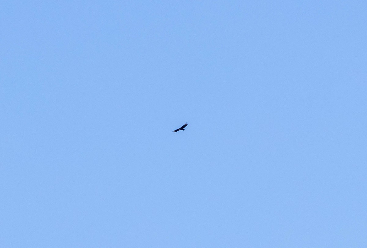 Black Vulture - ML633689167