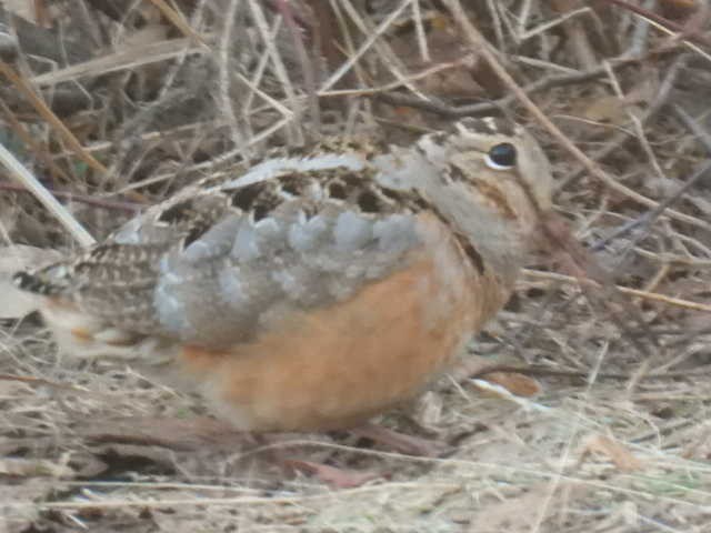 American Woodcock - ML633689211