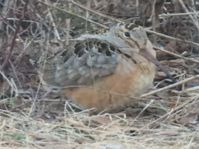 American Woodcock - ML633689213