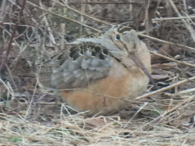 American Woodcock - ML633689214
