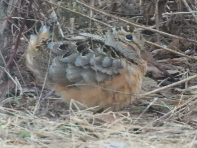 American Woodcock - ML633689215