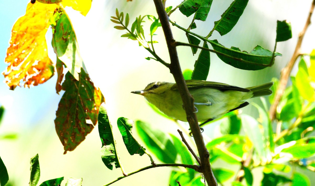 Black-whiskered Vireo - ML633689235