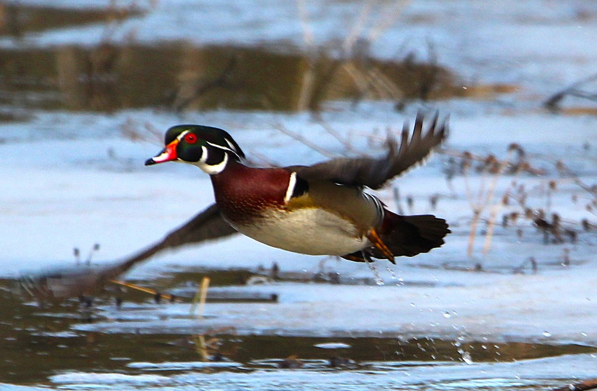 Wood Duck - ML633689236