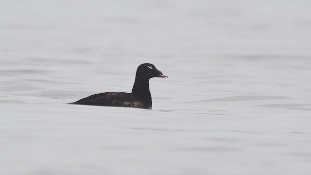 White-winged Scoter - ML633689285