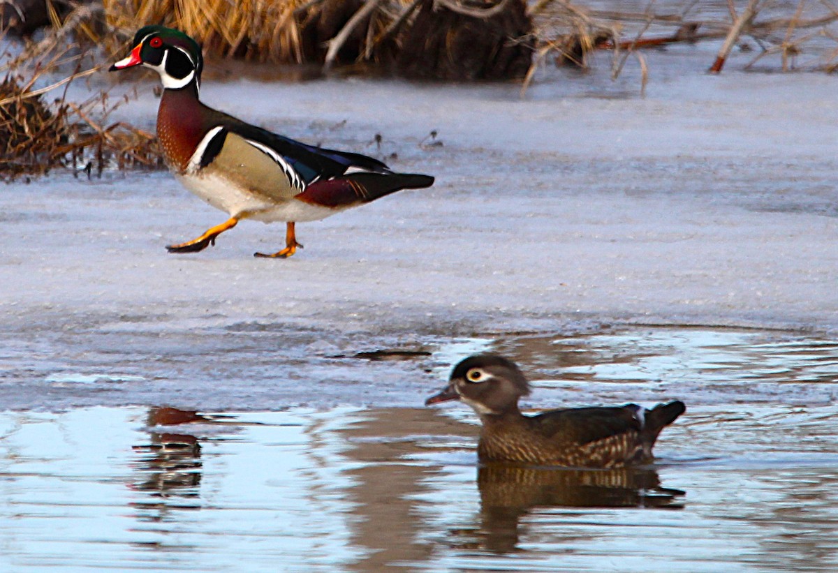 Wood Duck - ML633689286