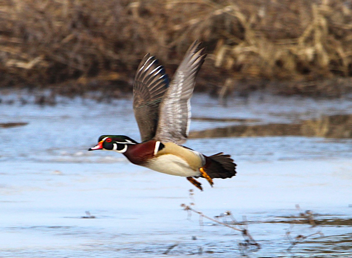 Wood Duck - ML633689306