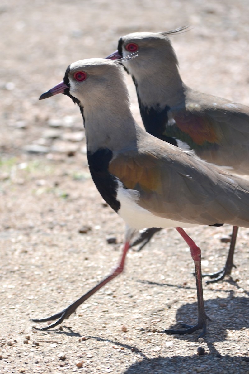 čejka jihoamerická - ML633689473