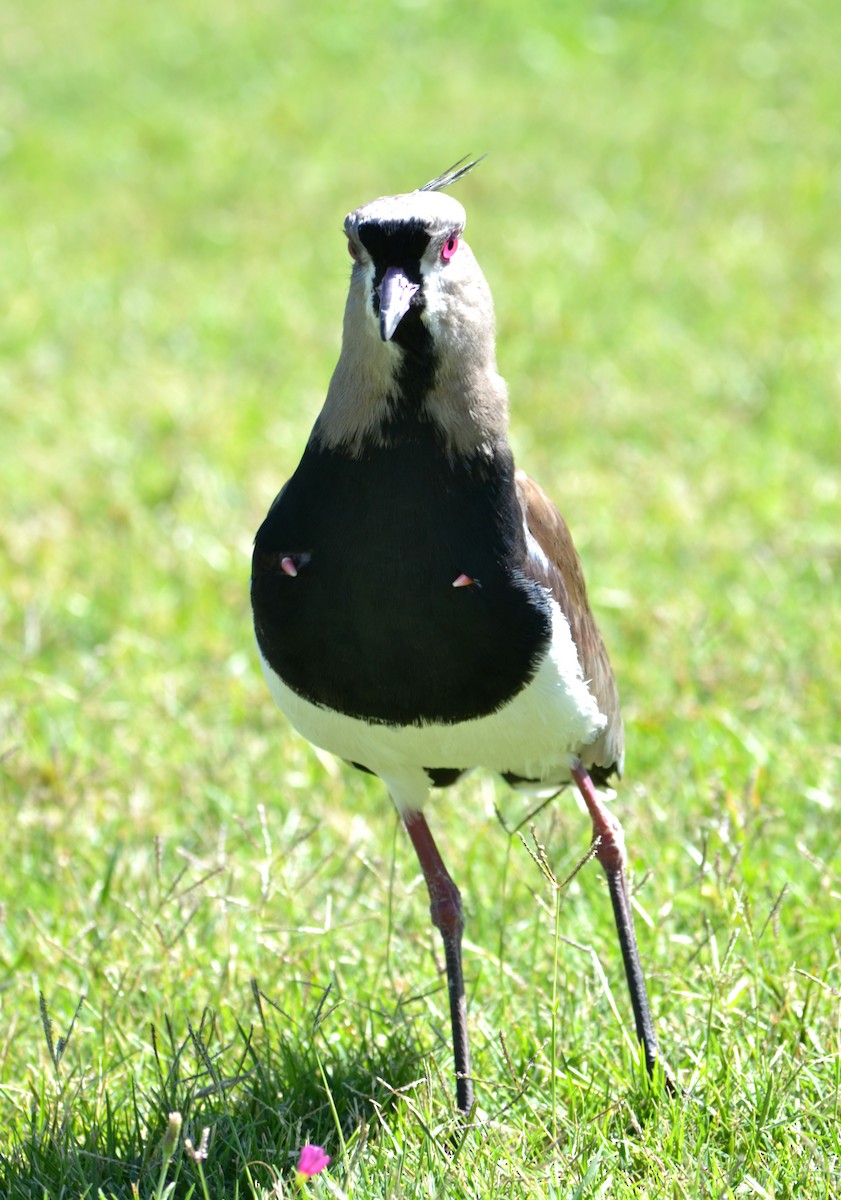 čejka jihoamerická - ML633689474