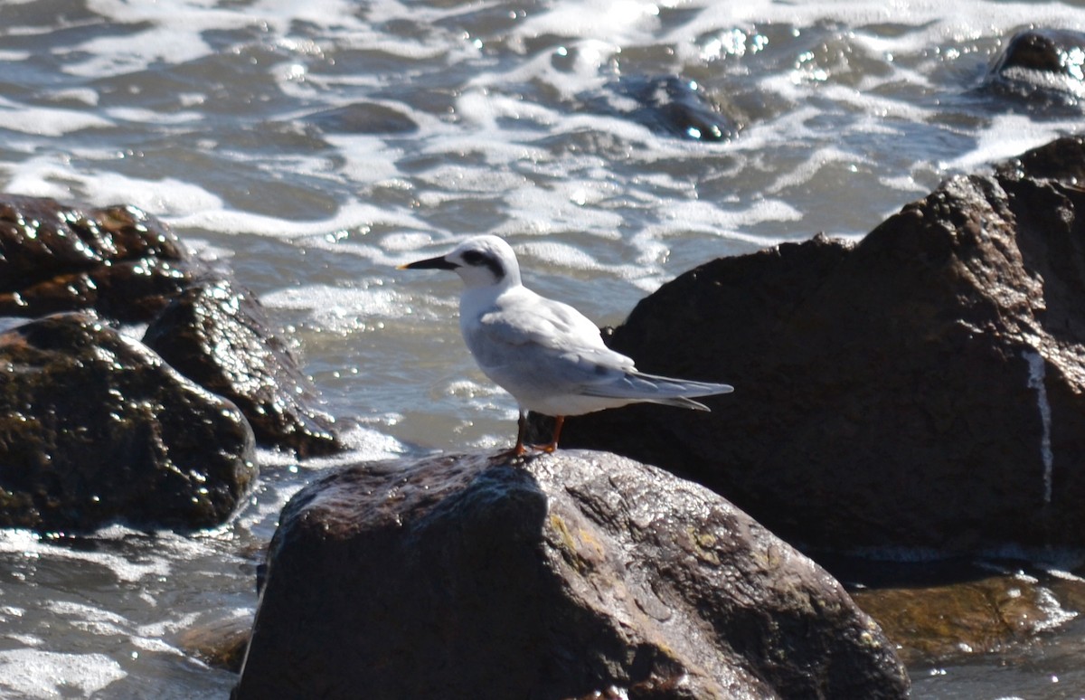 rybák bělohlavý - ML633689505