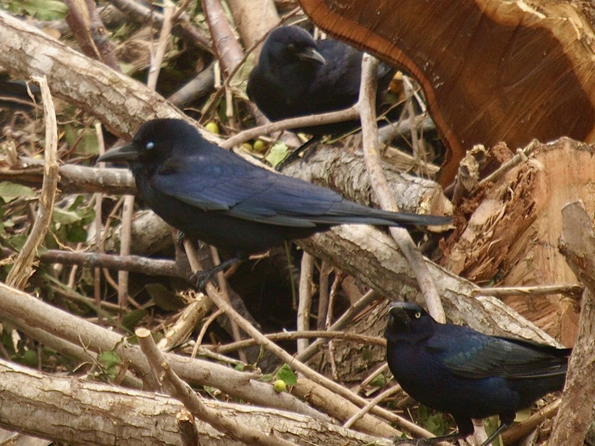 Tamaulipas Crow - ML633689552