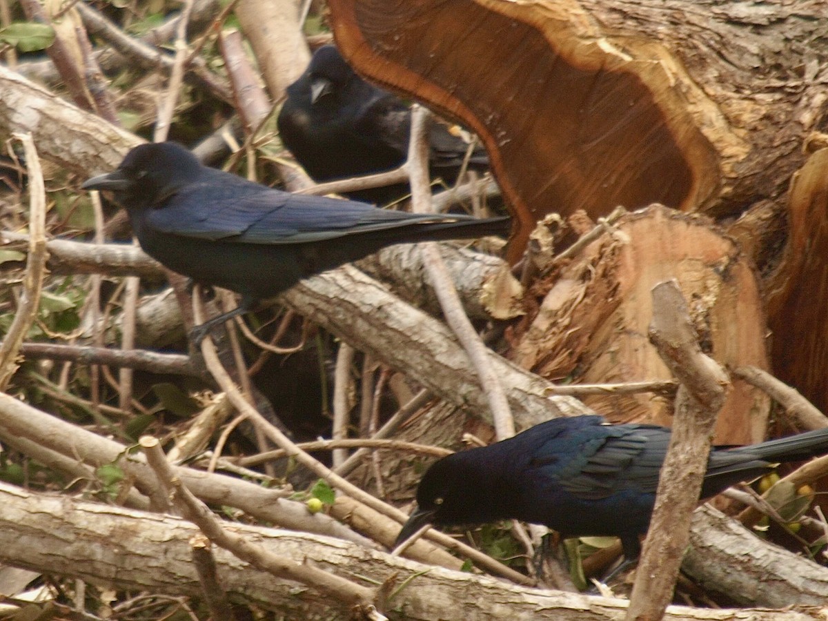 Tamaulipas Crow - ML633689553
