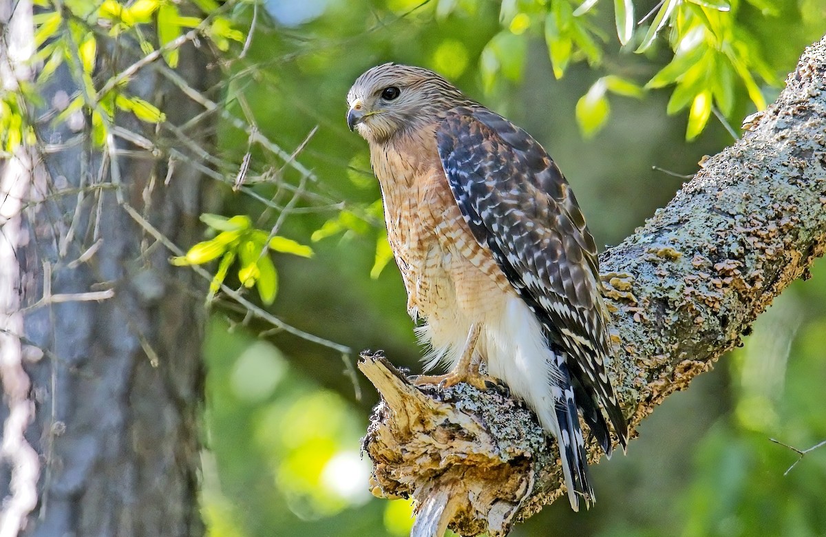 Red-shouldered Hawk - ML633689626