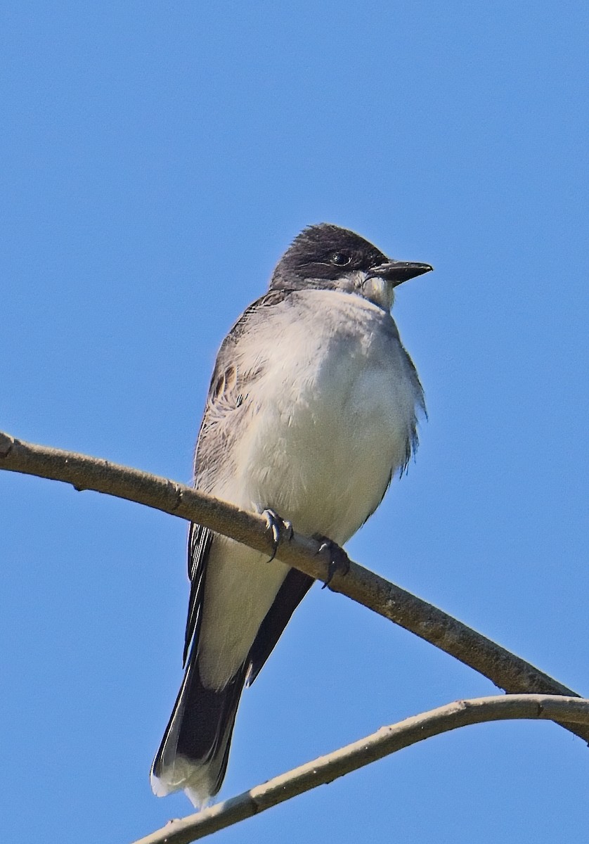 Eastern Kingbird - ML633689658