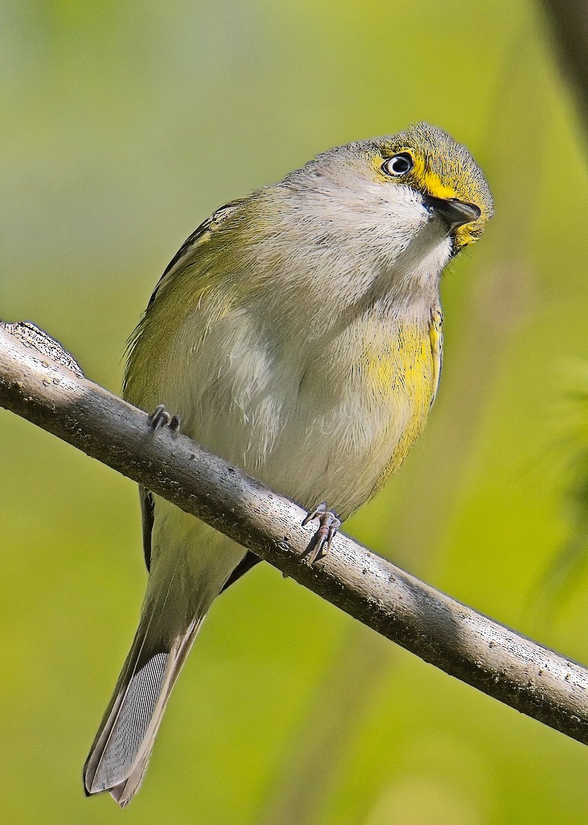 White-eyed Vireo - ML633689676