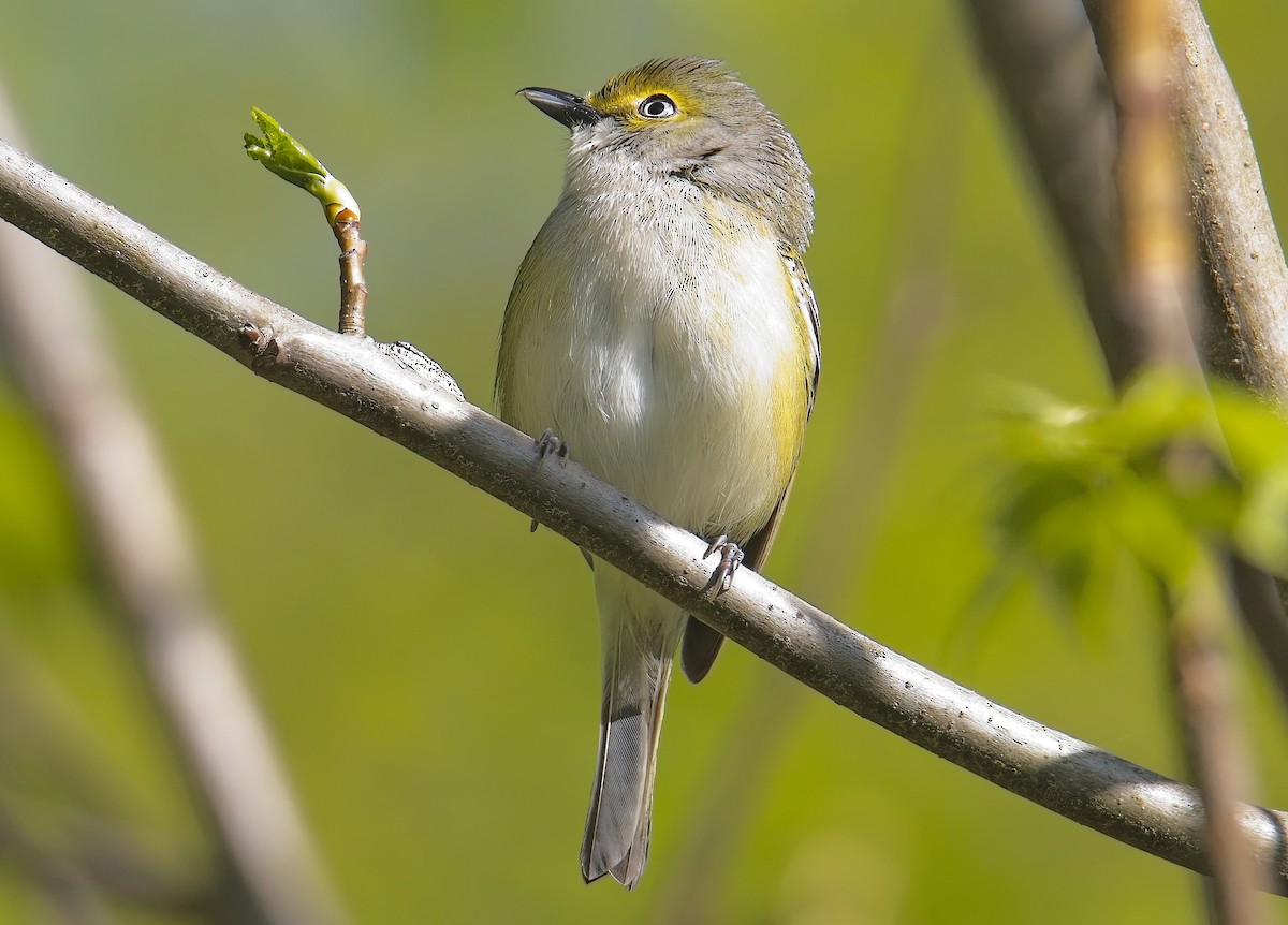 White-eyed Vireo - ML633689677