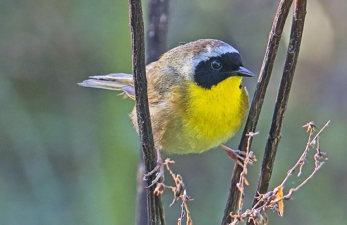 Common Yellowthroat - ML633689697