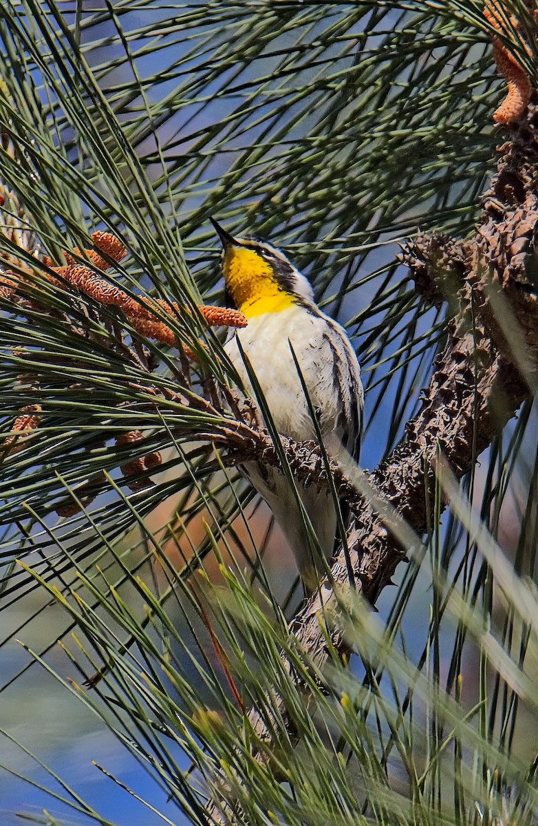 Yellow-throated Warbler - ML633689710