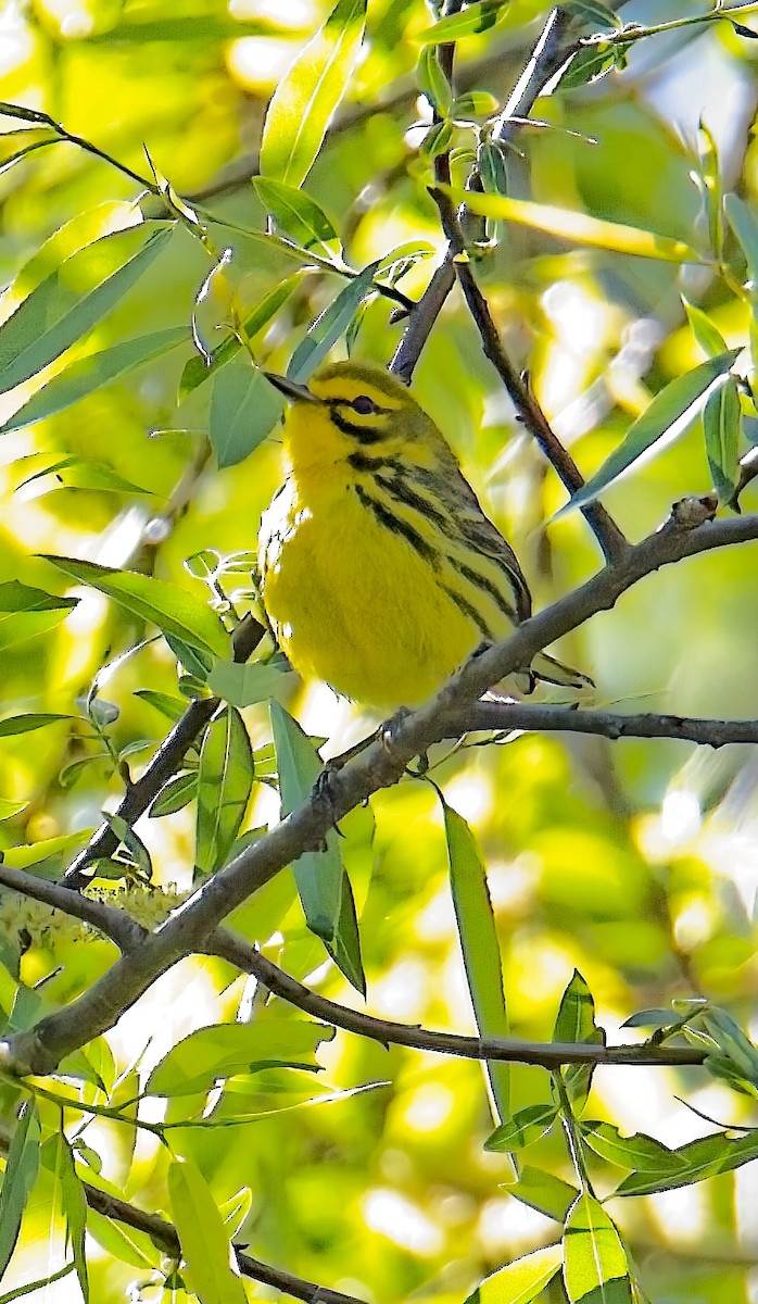Prairie Warbler - ML633689723