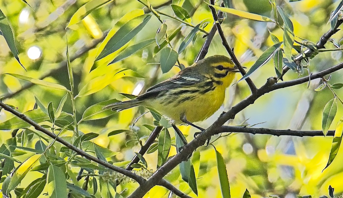 Prairie Warbler - ML633689724