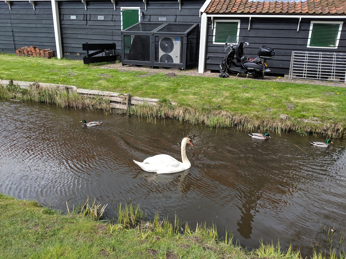 Mute Swan - ML633689765