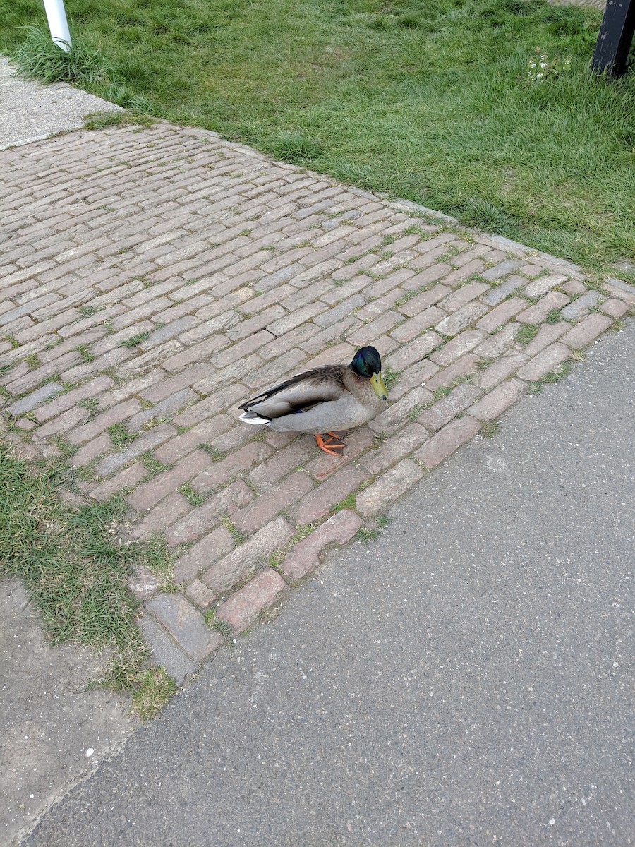 Mallard - ML633689774