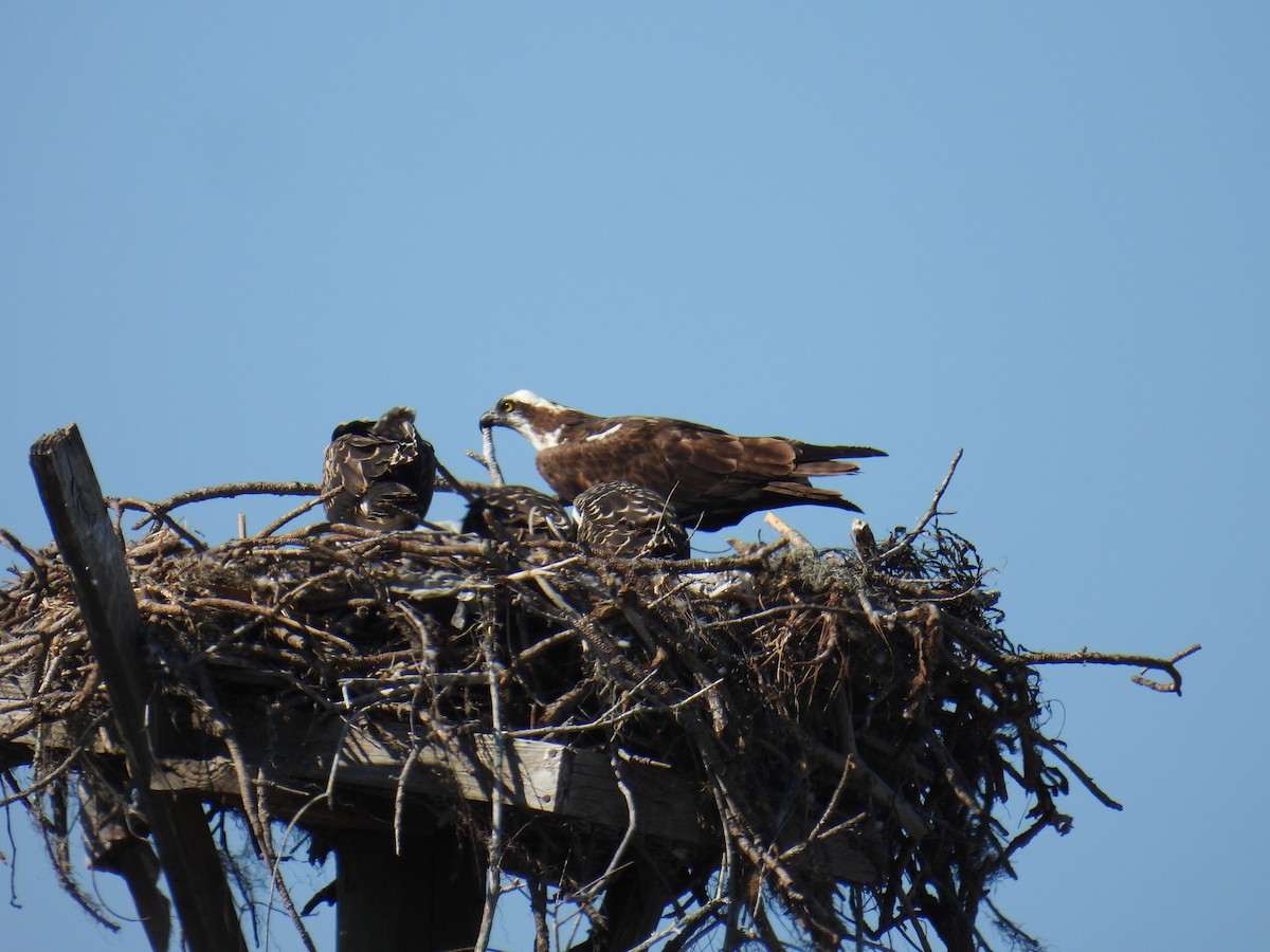 Falco pescatore - ML633689808