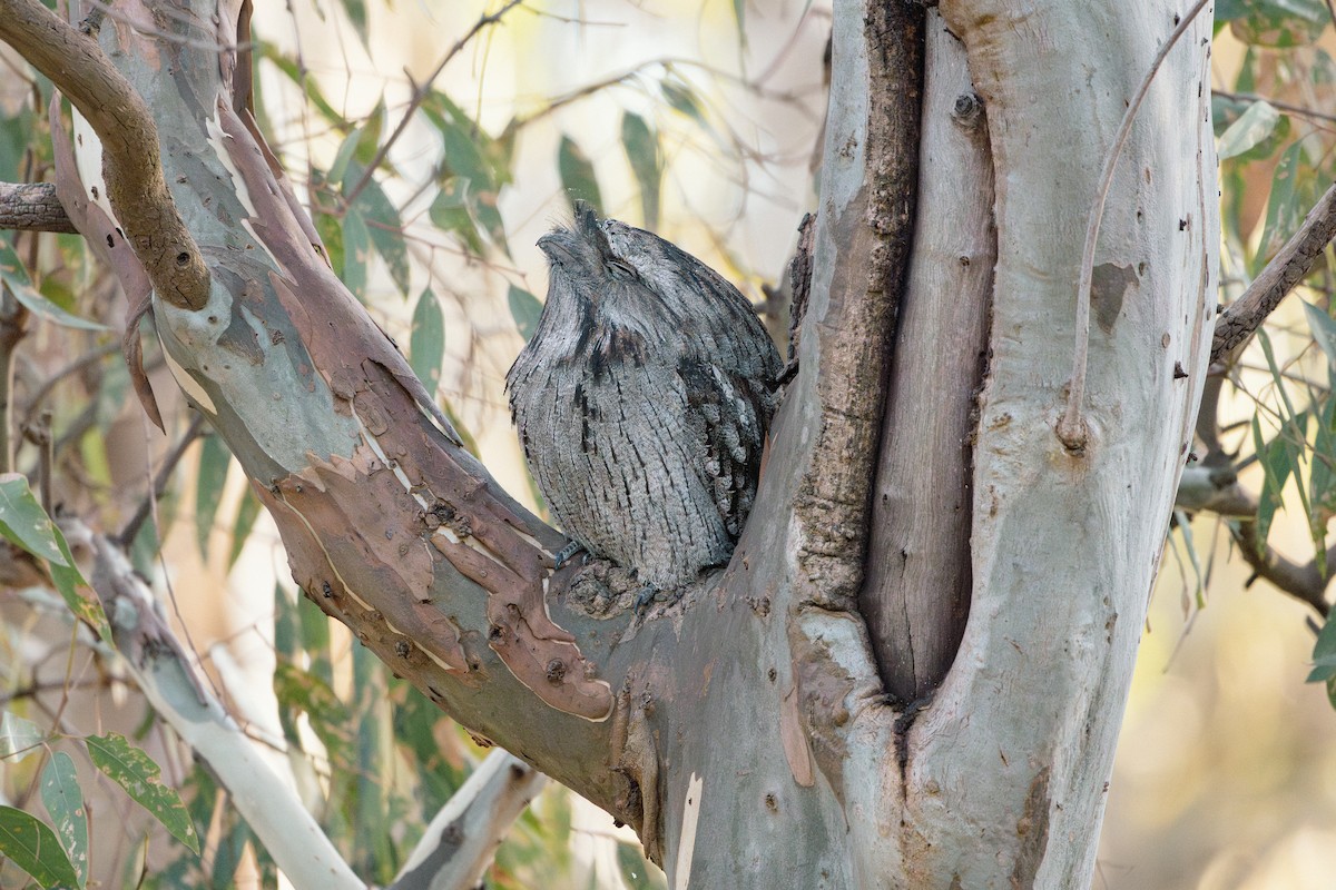 Tawny Frogmouth - ML633689943