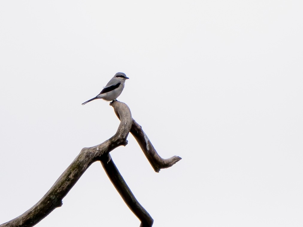 Northern Shrike - ML633690039