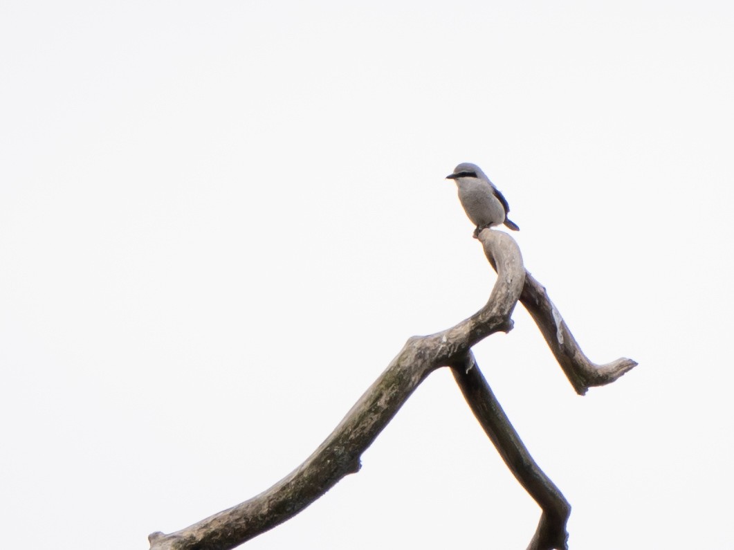 Northern Shrike - ML633690040