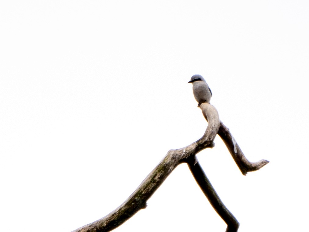 Northern Shrike - ML633690041
