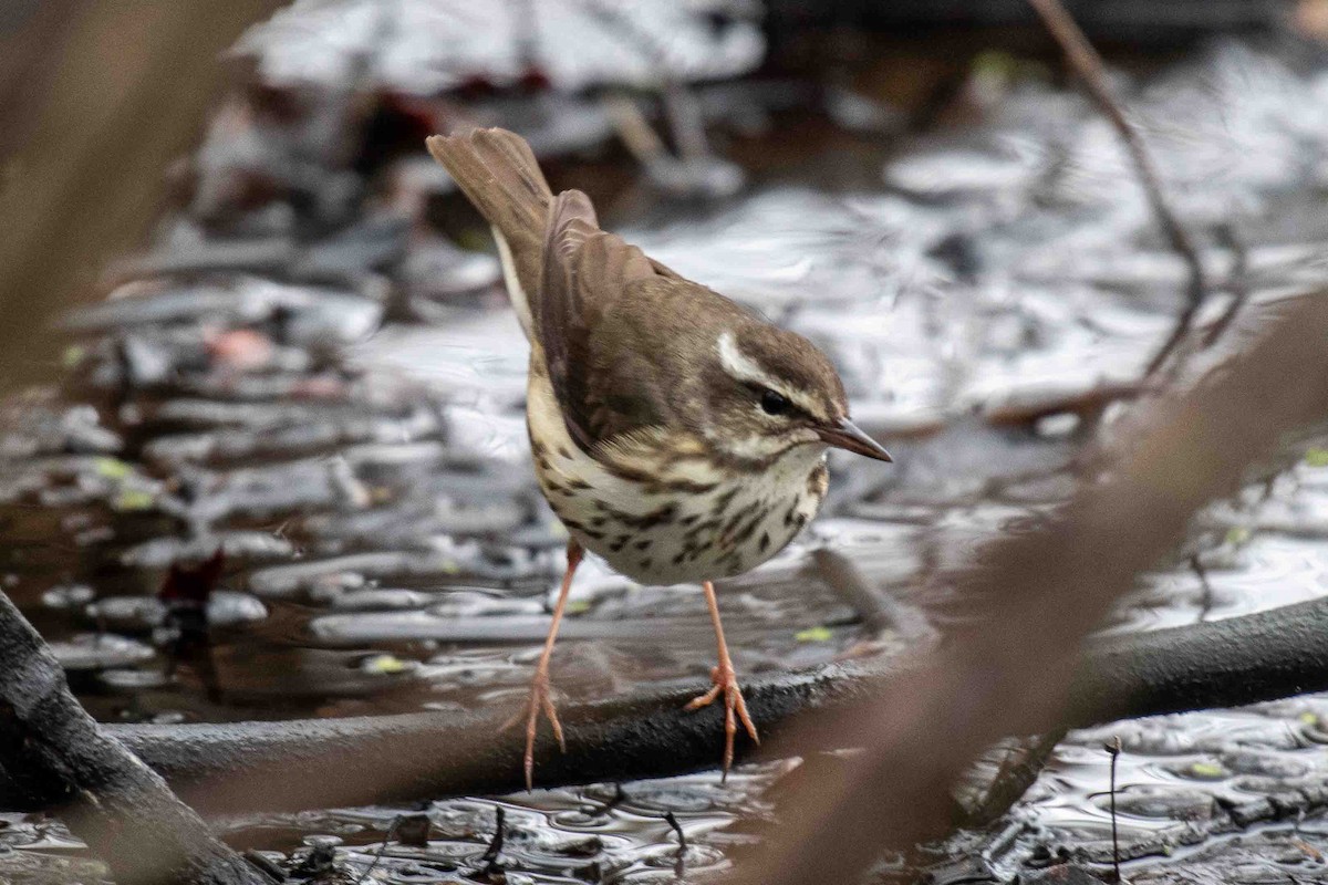 Louisiana Waterthrush - ML633690060