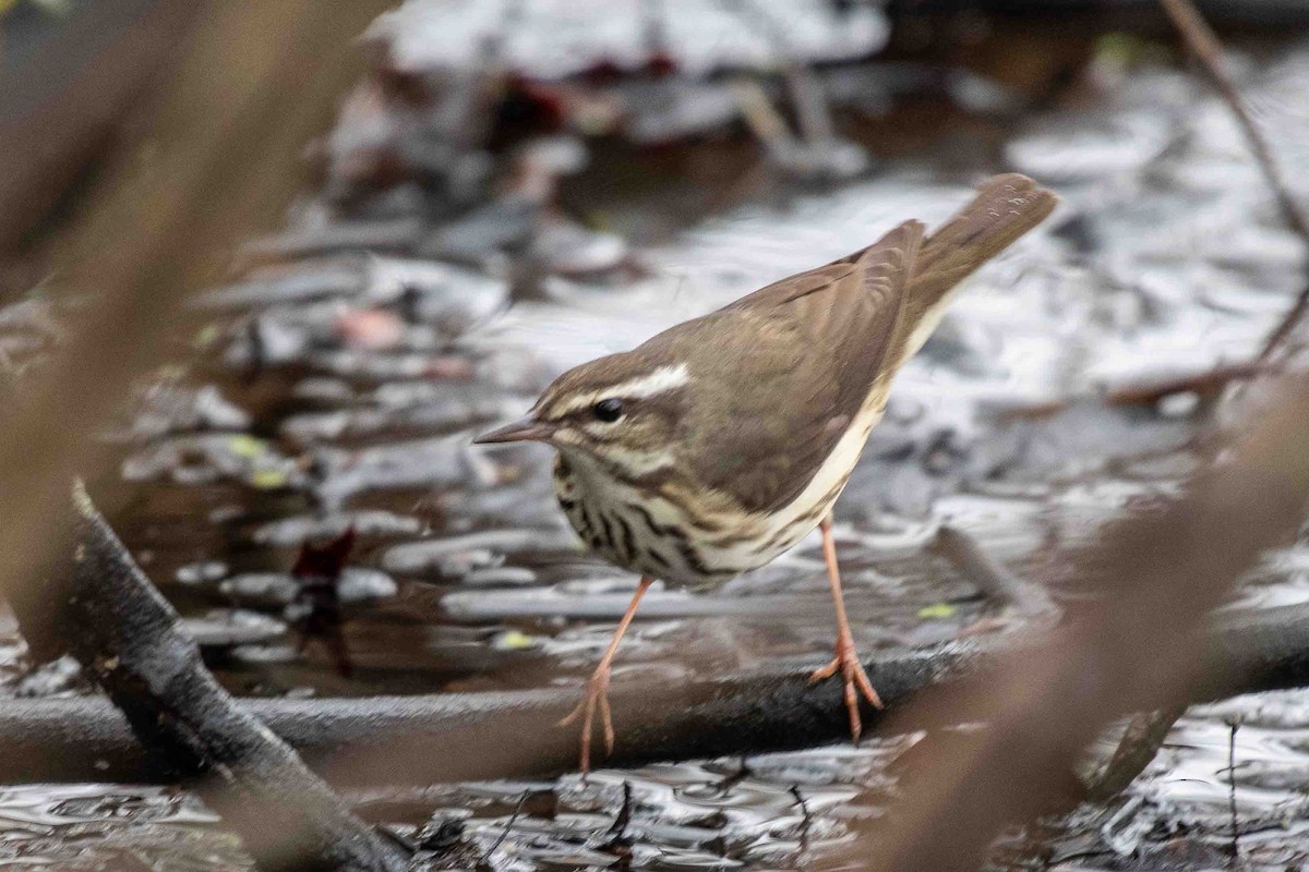 Louisiana Waterthrush - ML633690061