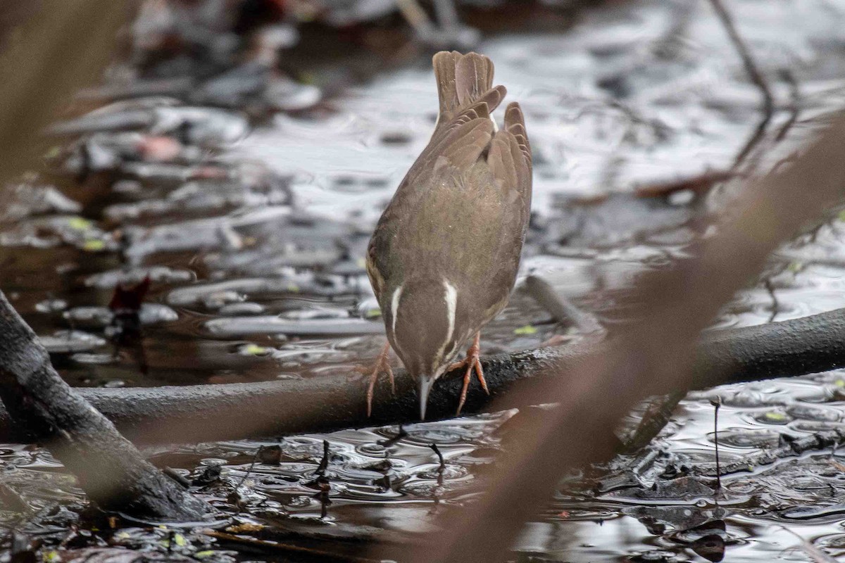 Louisiana Waterthrush - ML633690062
